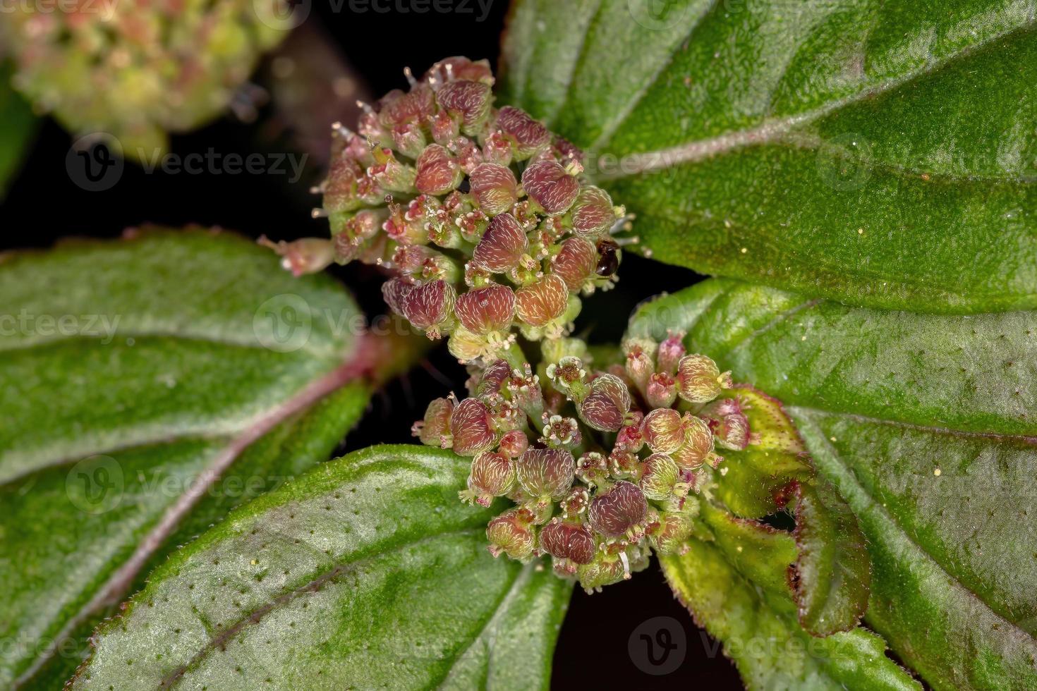 flor de una planta de asma foto