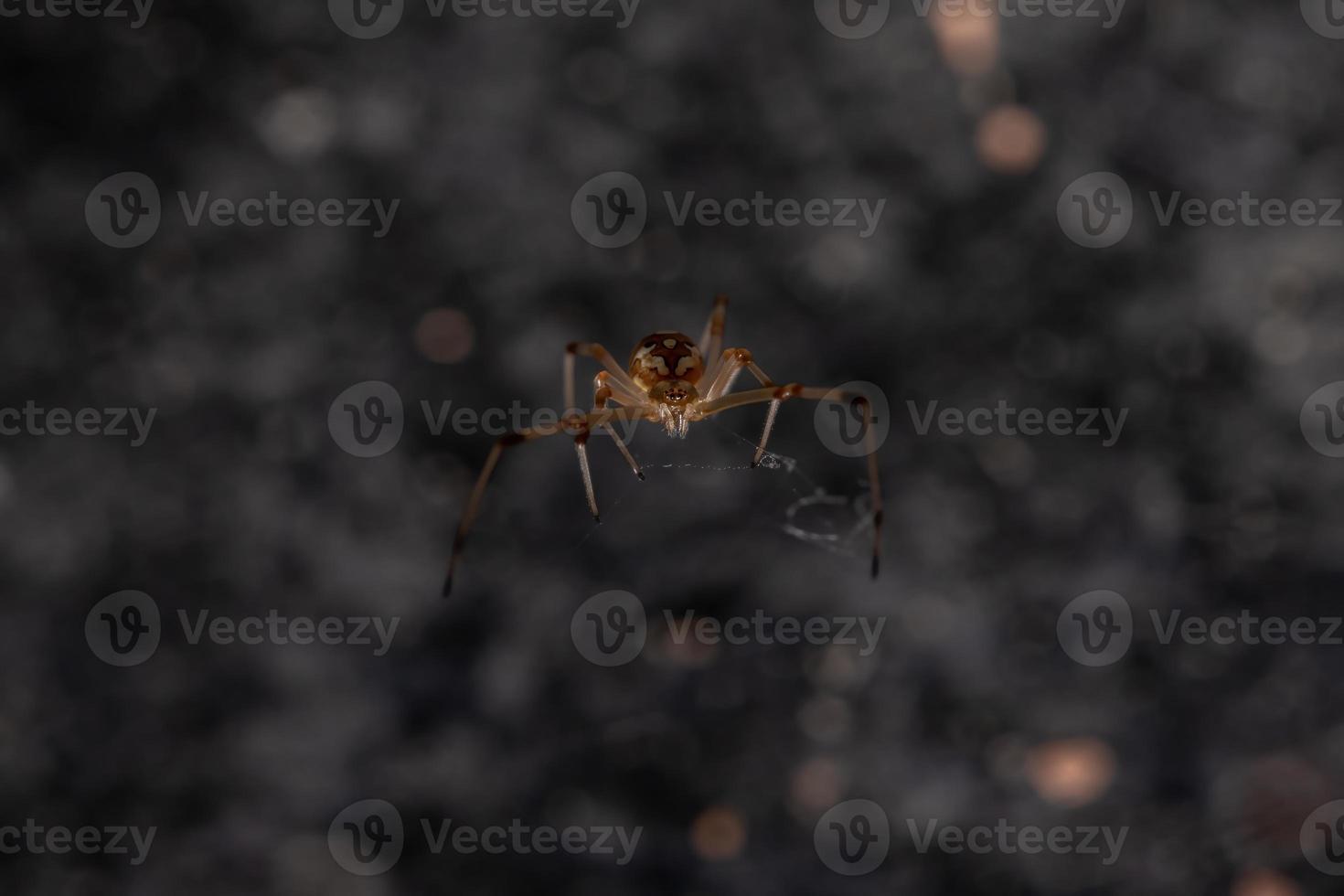 Small Brown Widow photo