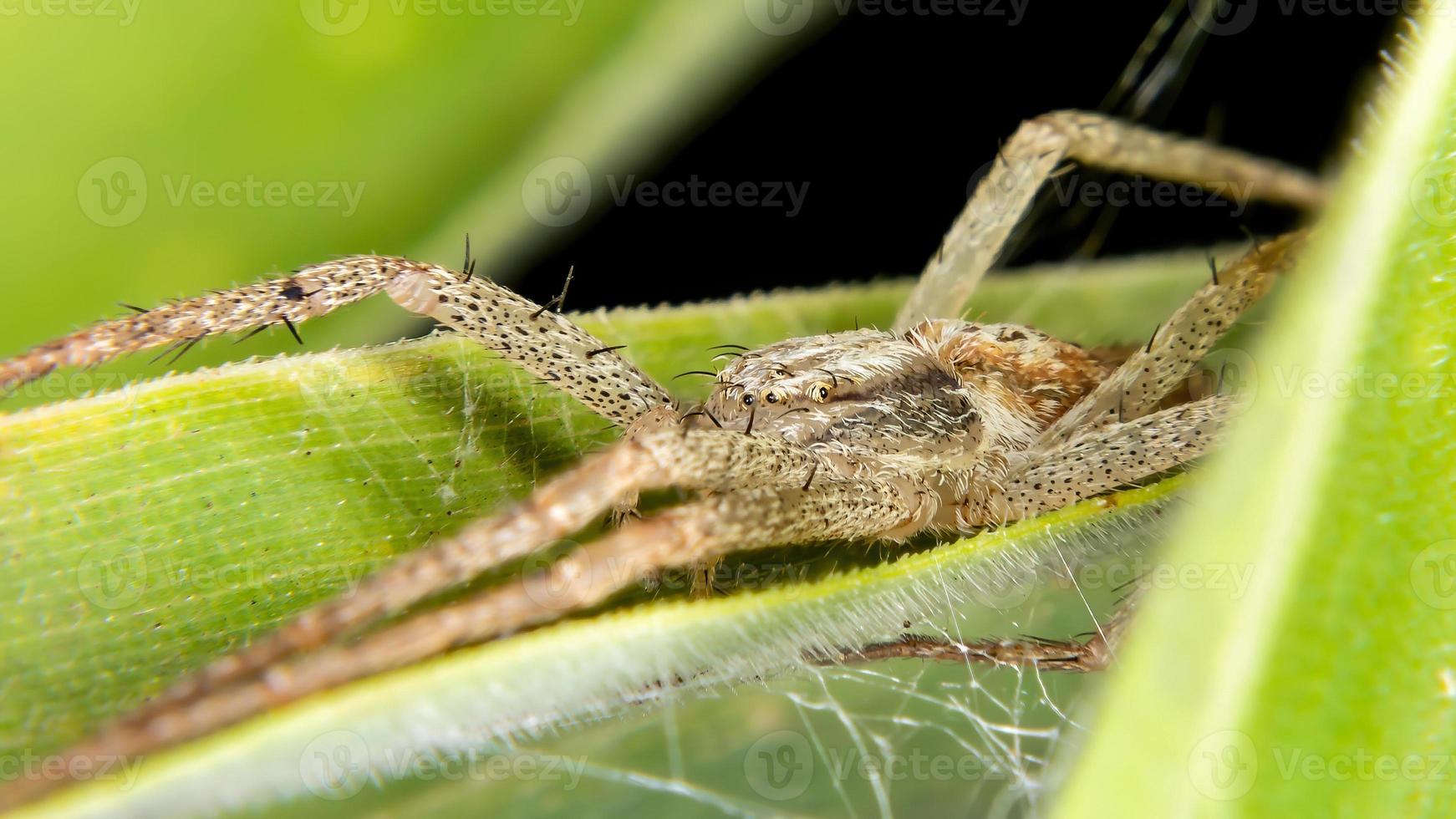 running crab spider photo