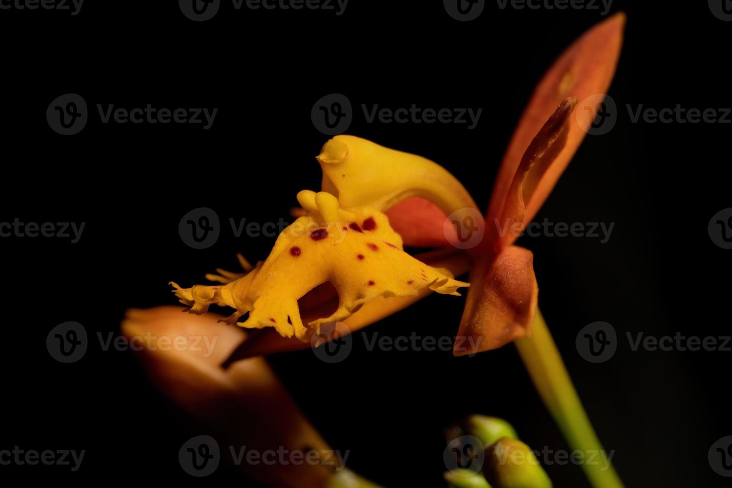 flor de la orquídea amarilla foto