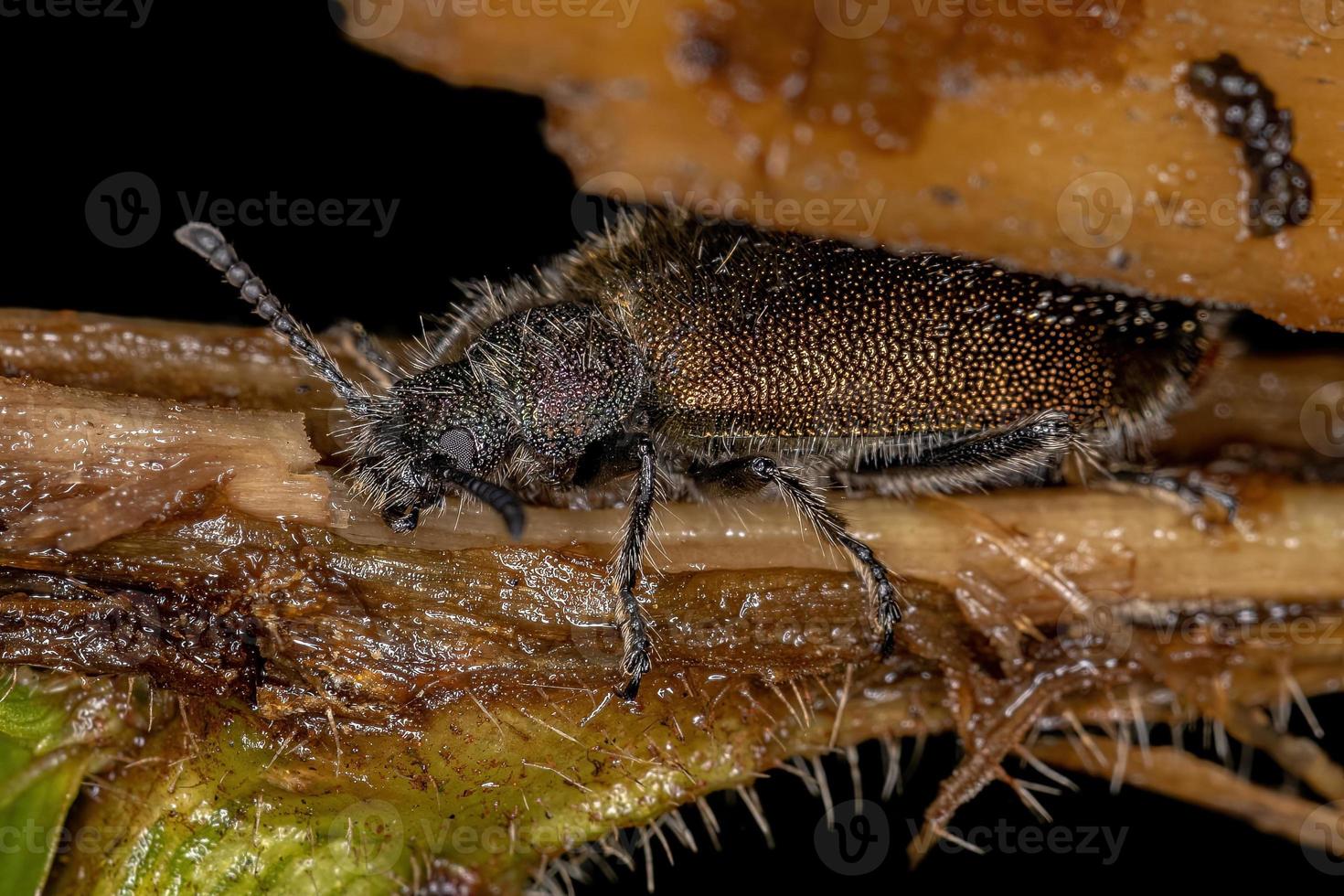 Adult Long-jointed Beetle photo