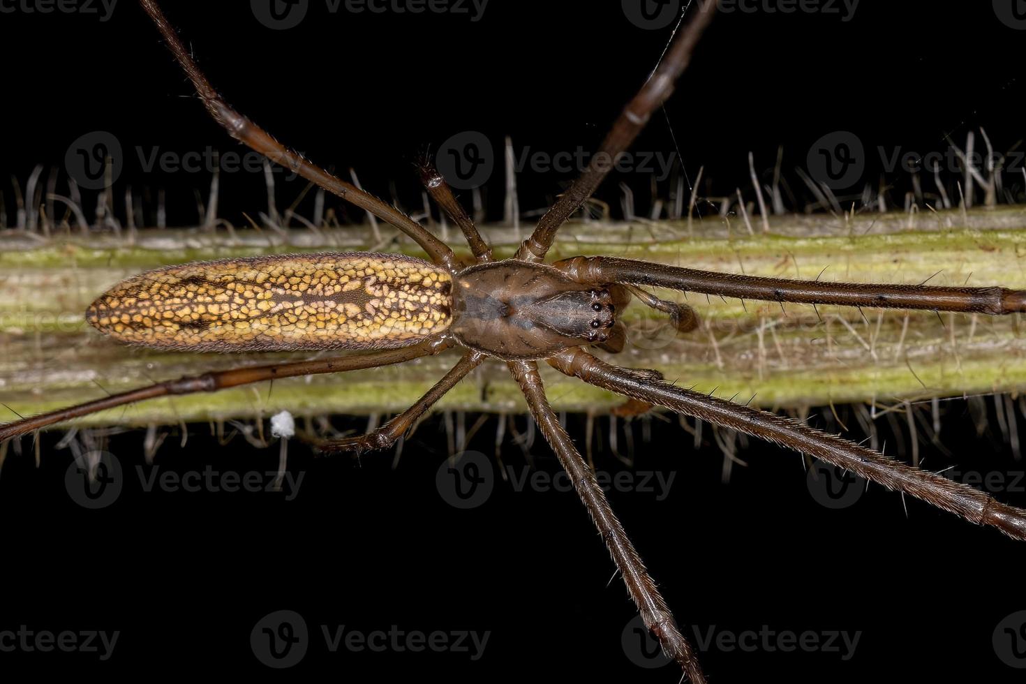 Adult Long-jawed Orbweaver Spider photo