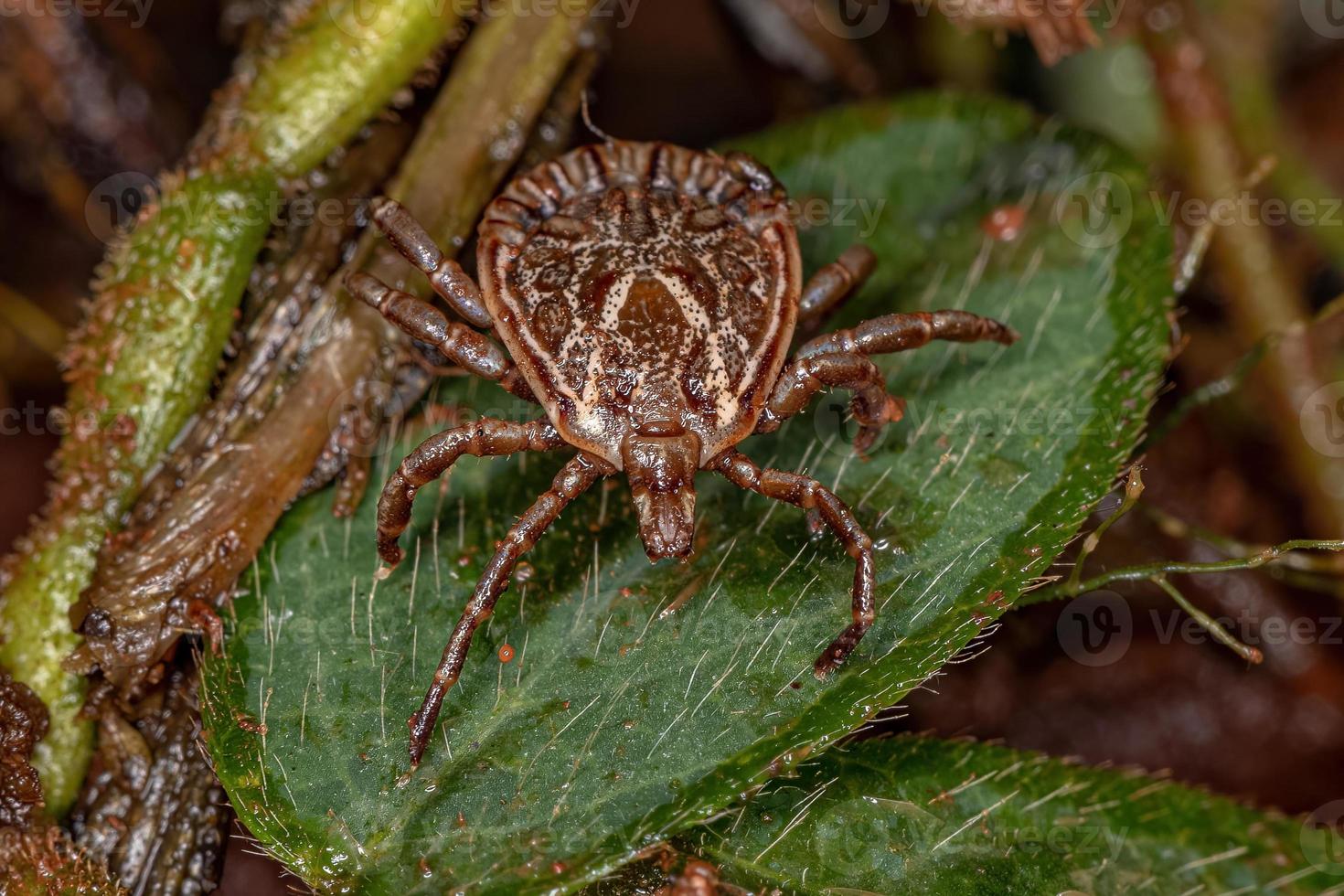 Male Adult Cayenne Tick photo