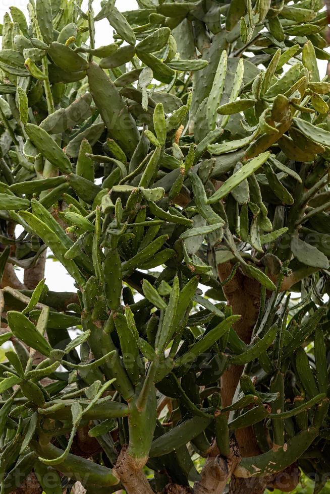 Prickly Pear Cactus Plant photo