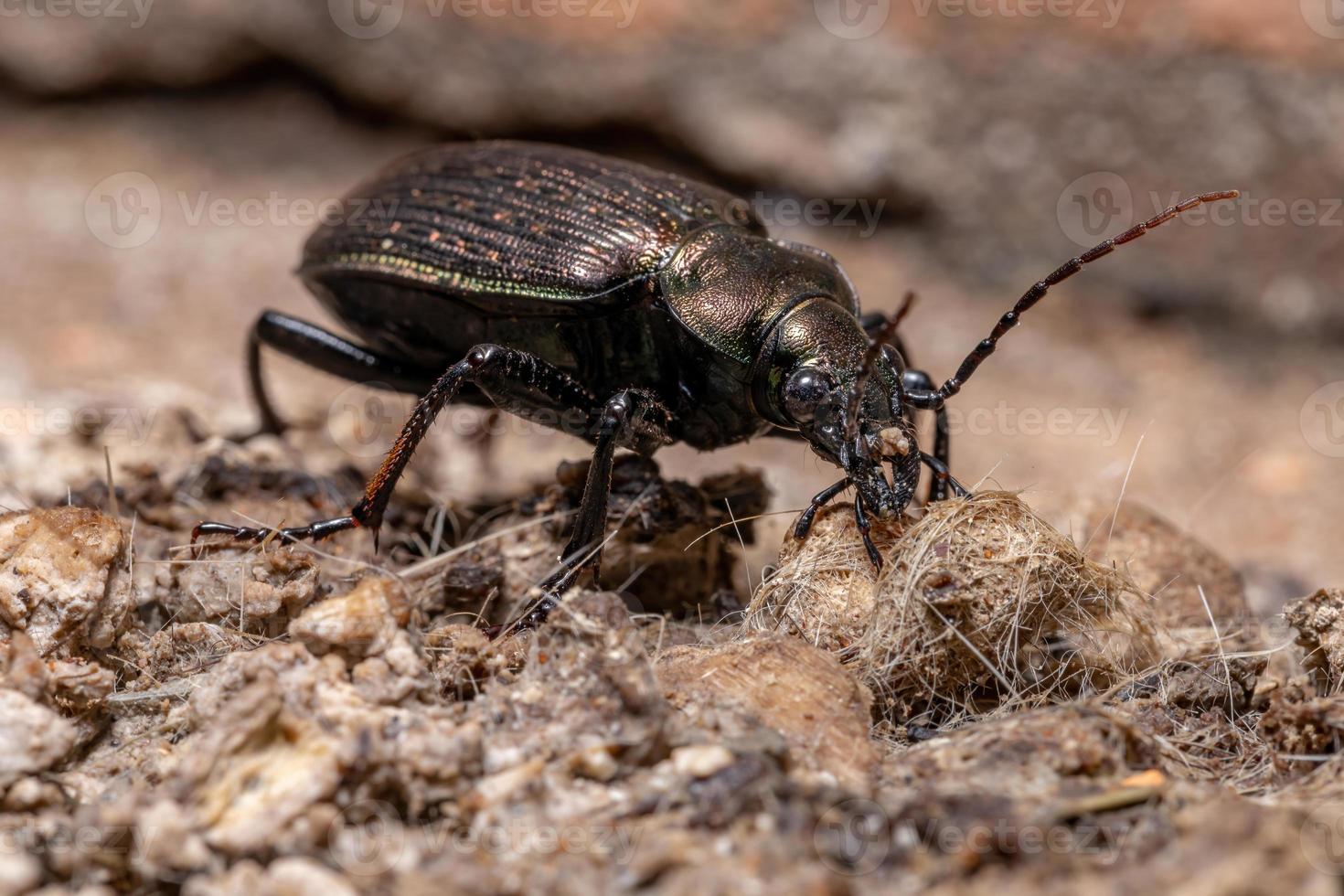 Escarabajo cazador de oruga adulto foto