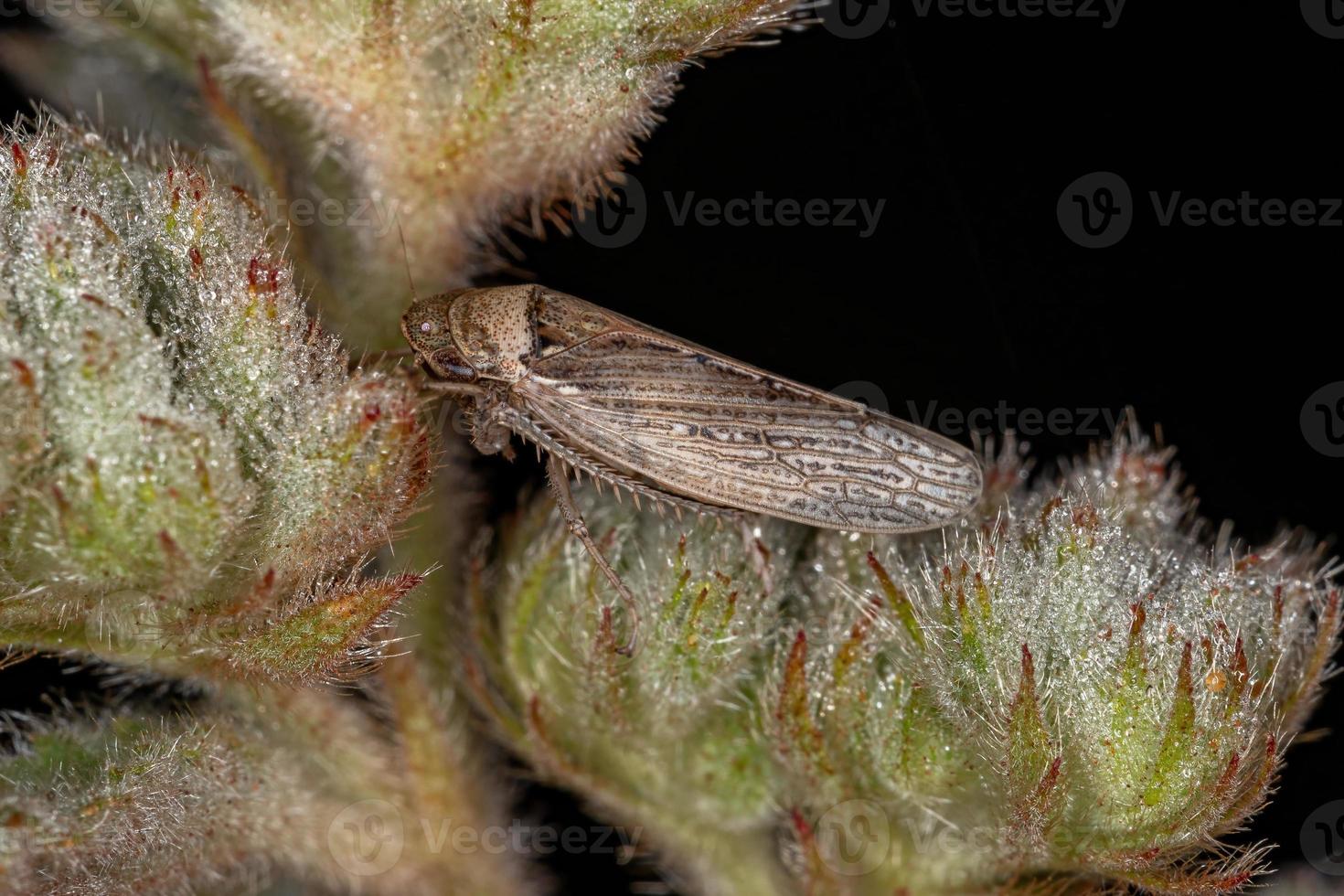 Adult Typical Leafhopper photo