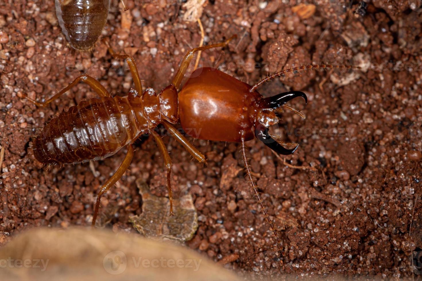 Adult Jawsnouted Termite photo