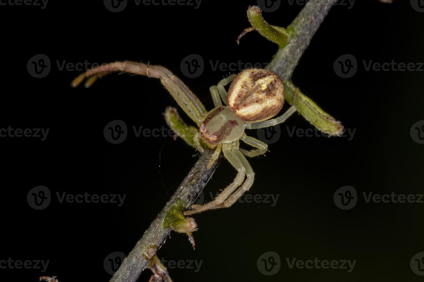 araña cangrejo hembra adulta foto