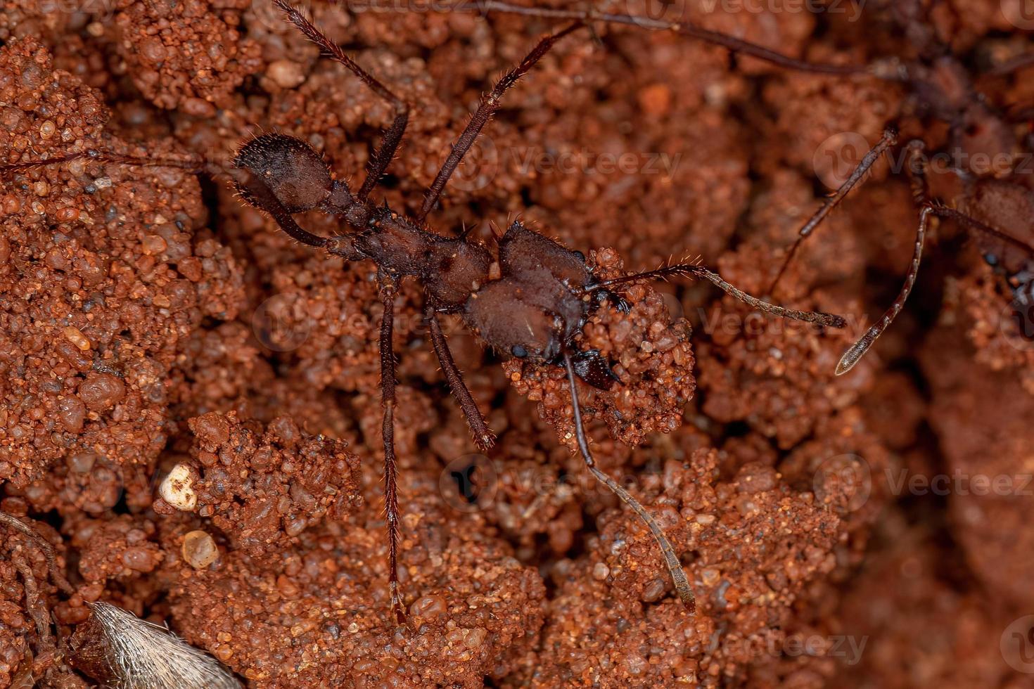 Adult Atta Leaf-cutter Ant photo