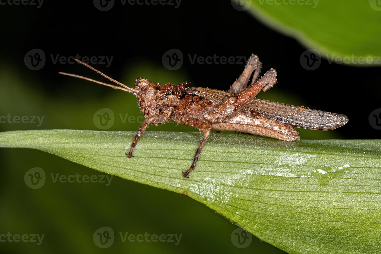 saltamontes adulto de cuernos cortos foto