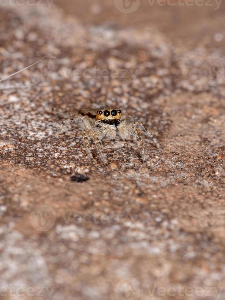 Gray Wall Jumping Spider photo