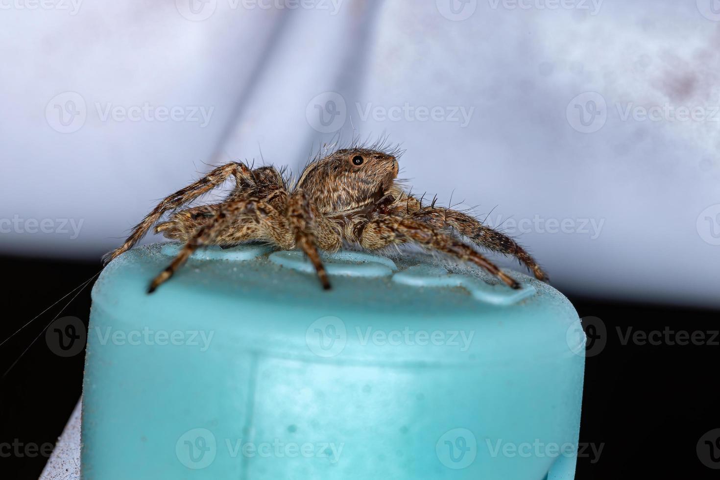 Pantropical Jumping Spider photo