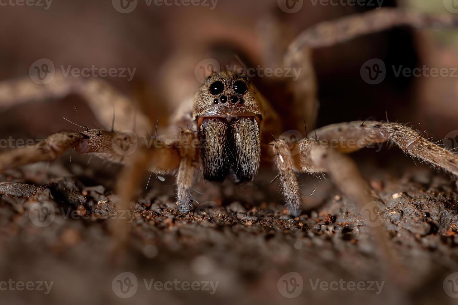 araña lobo adulto foto