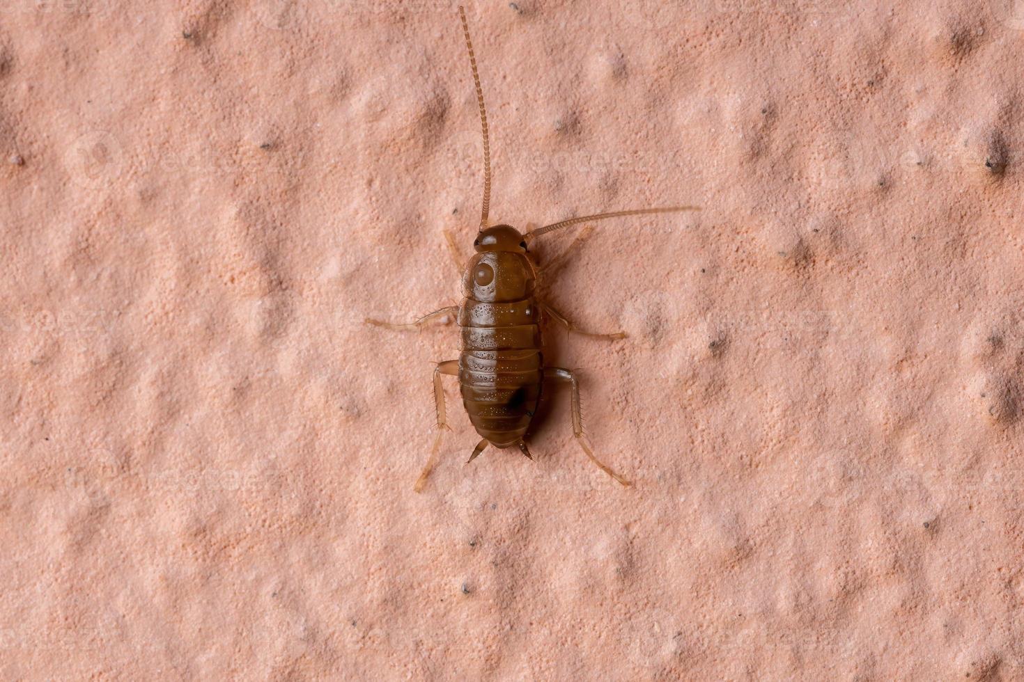 Small Cockroach Nymph photo