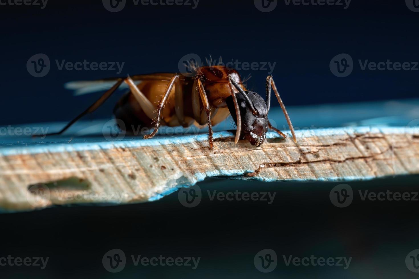 Adult Carpenter Ant photo