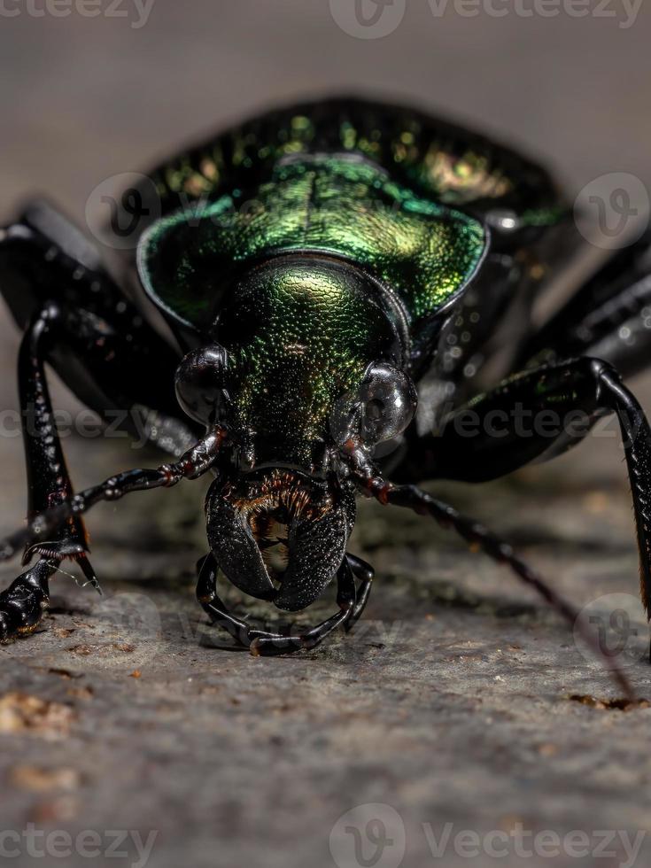 Escarabajo cazador de oruga adulto foto