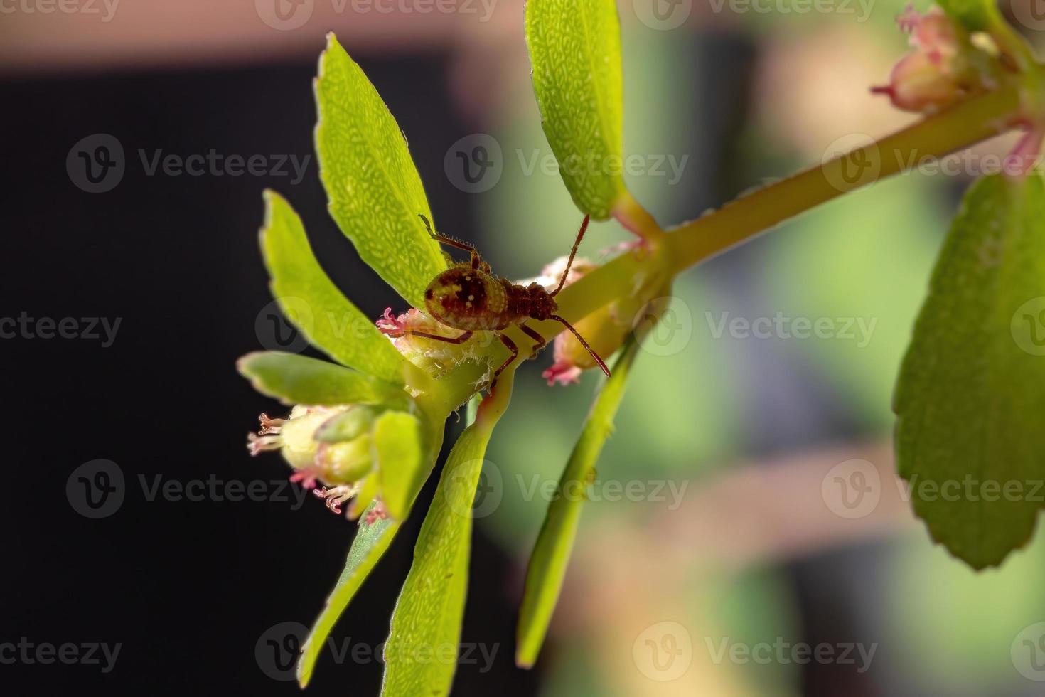 ninfa del insecto de la planta sin olor foto