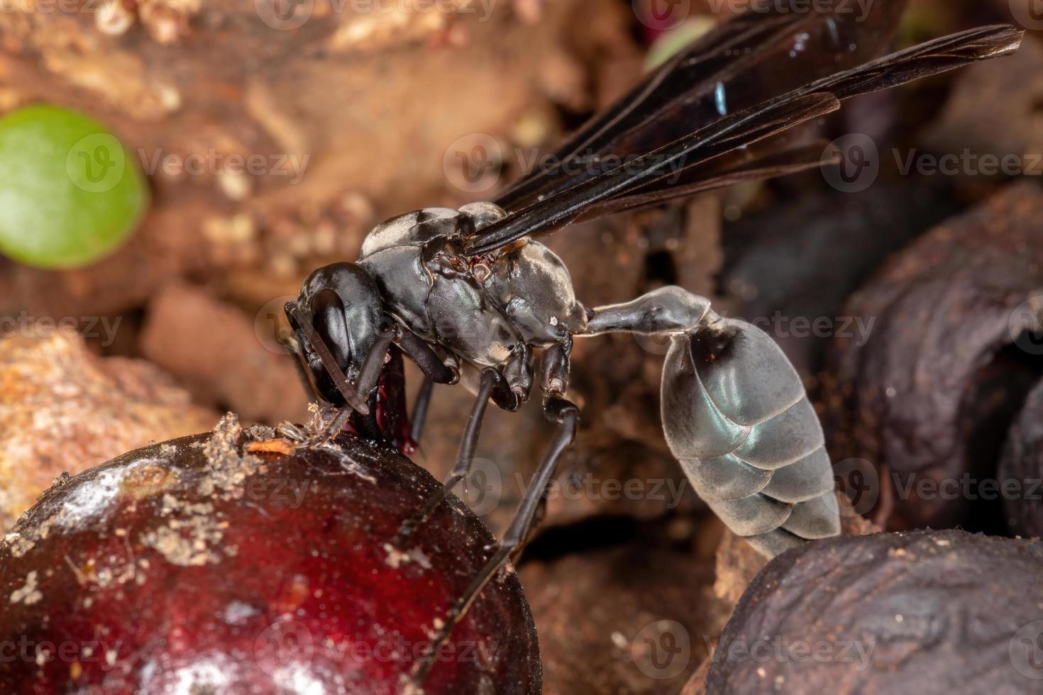 Adult Warrior Wasp photo