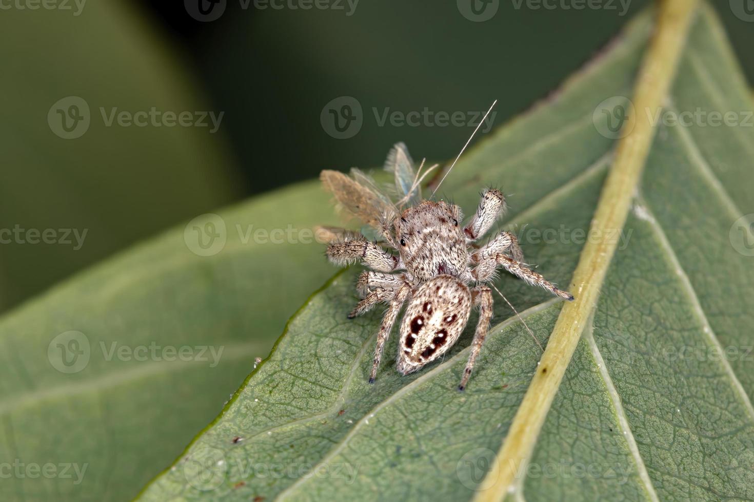 araña saltadora macho foto