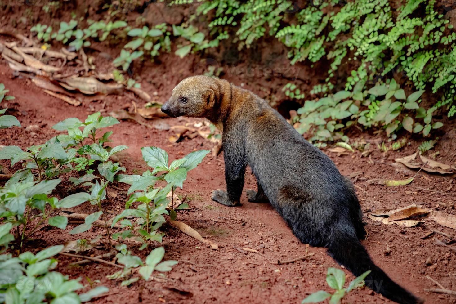 Tayra wild animal photo