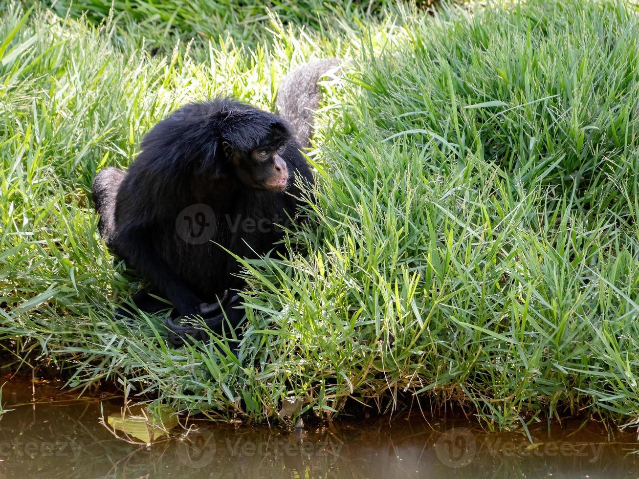 Black-faced Black Spider Monkey photo