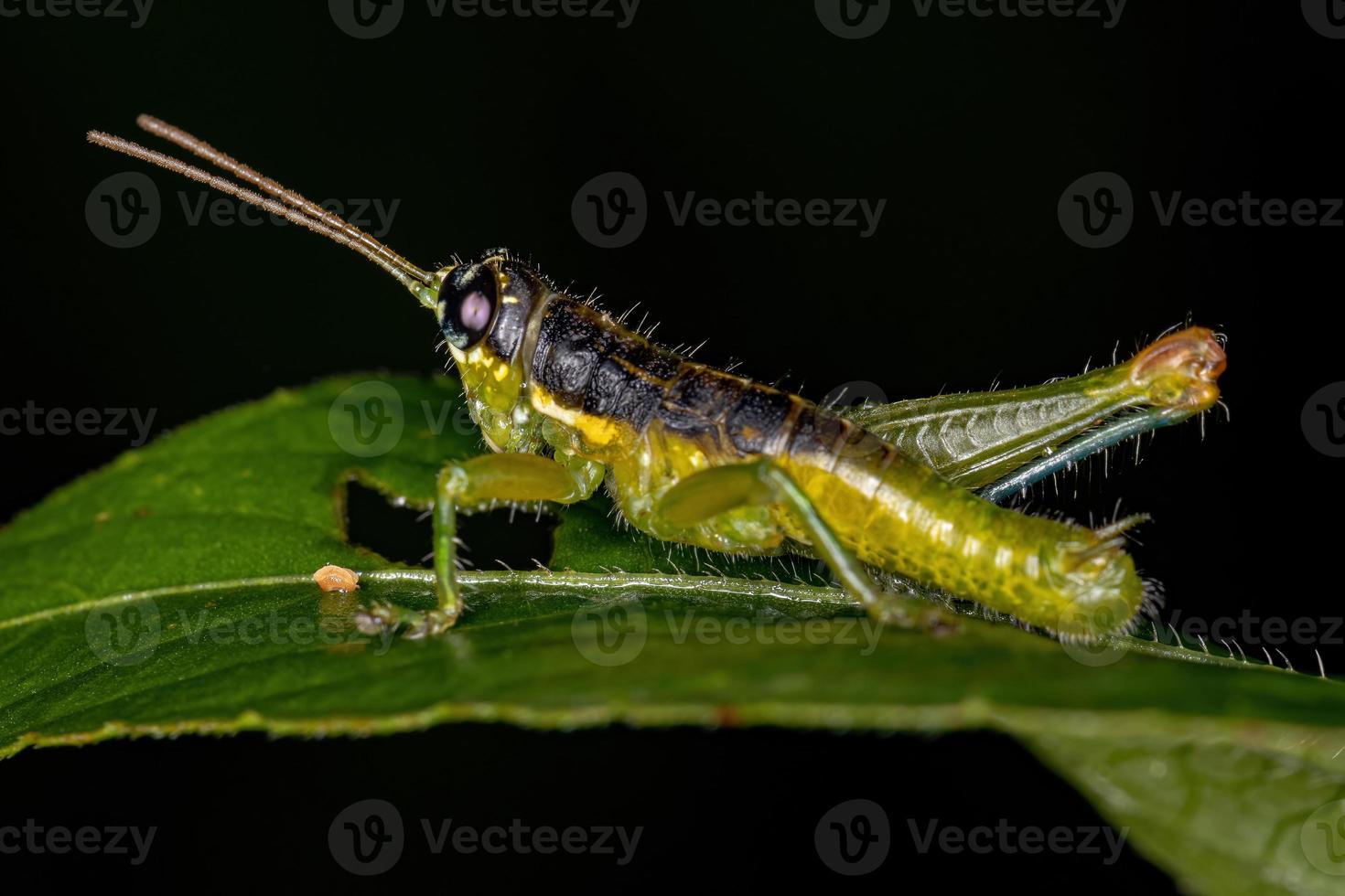 Short-horned Grasshopper Nymph photo
