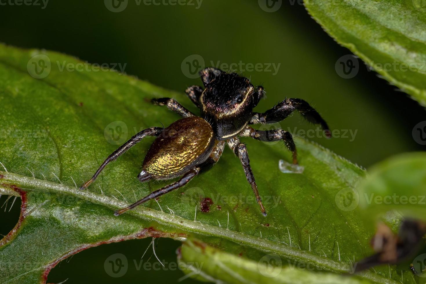 pequeña araña saltadora foto