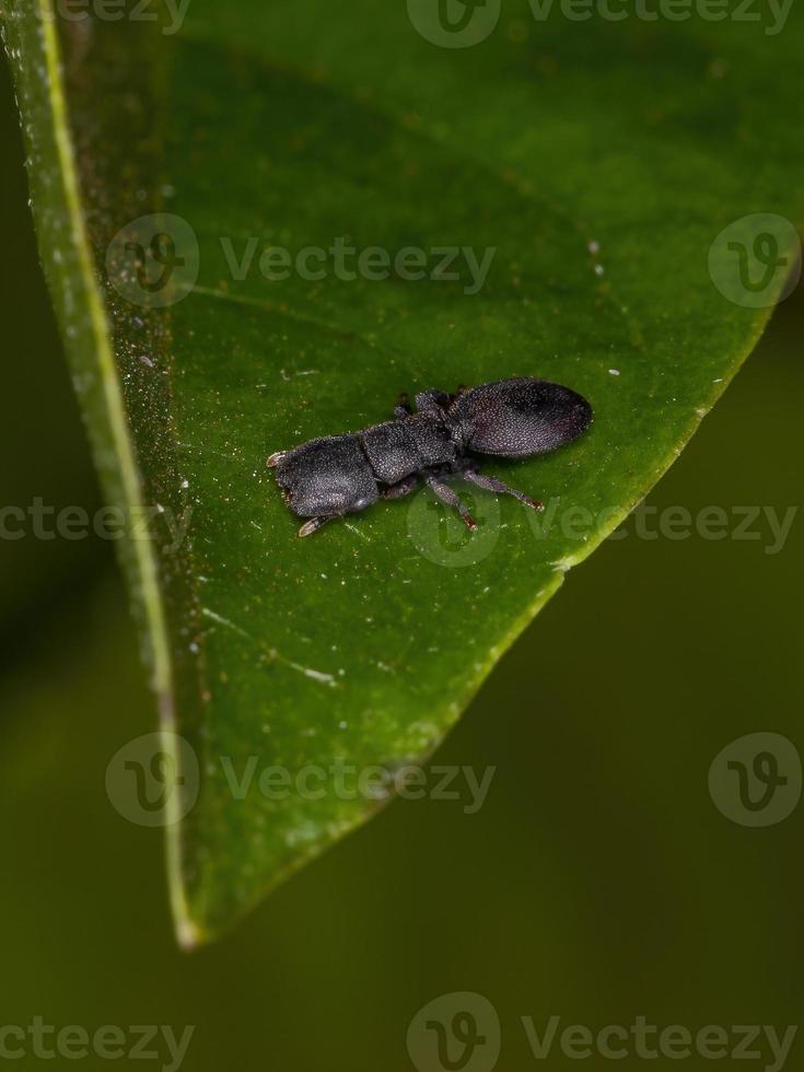 Small Adult Black Turtle Ant photo