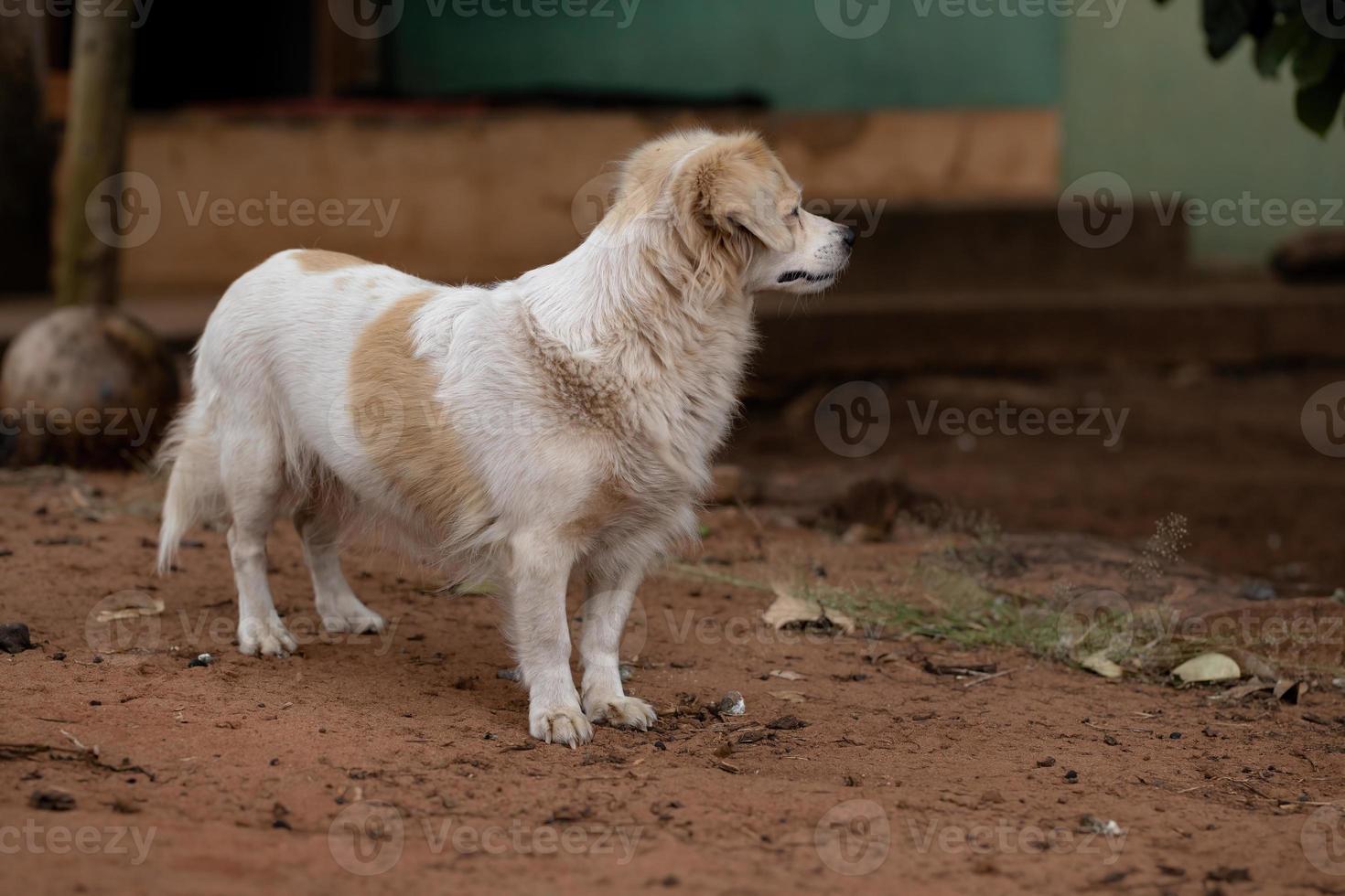 perro doméstico en una granja foto