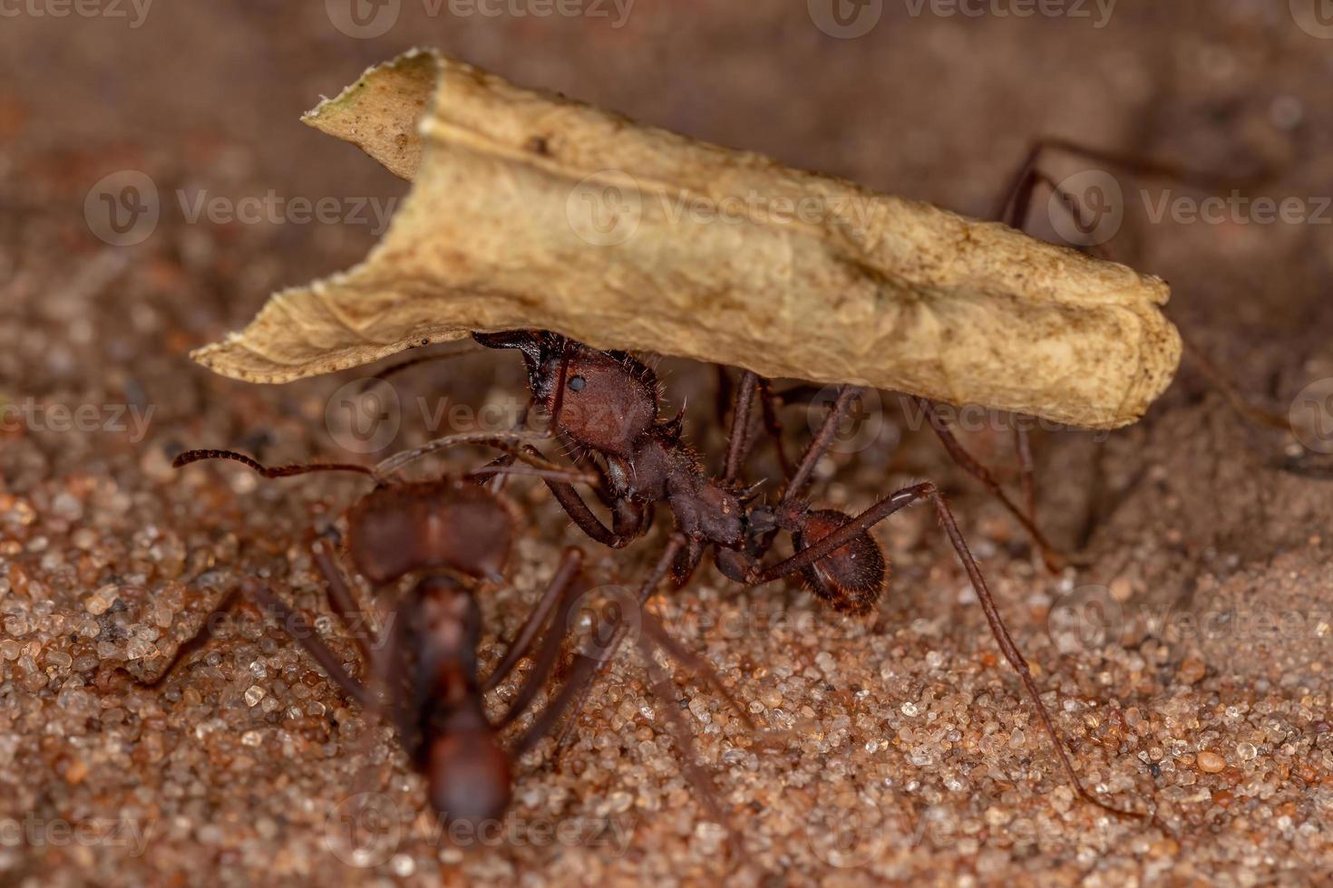 Atta Leaf-cutter Ant photo