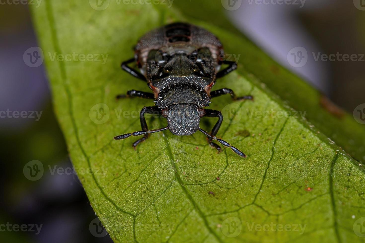 Stink bug nymph photo