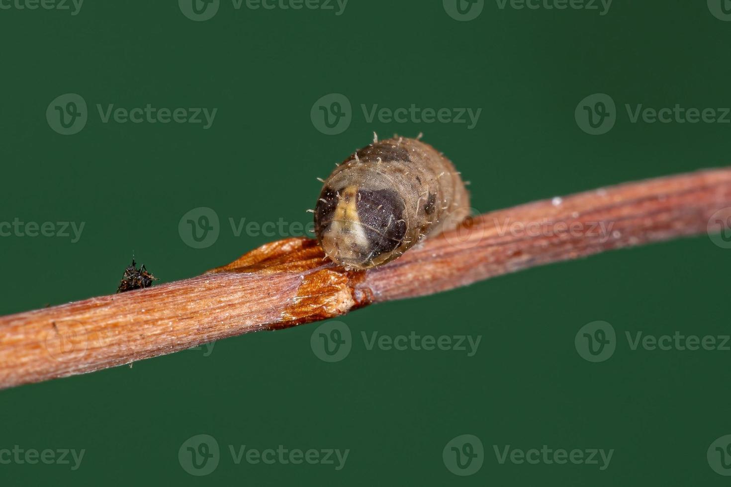 pequeña pupa de mosca flotante foto