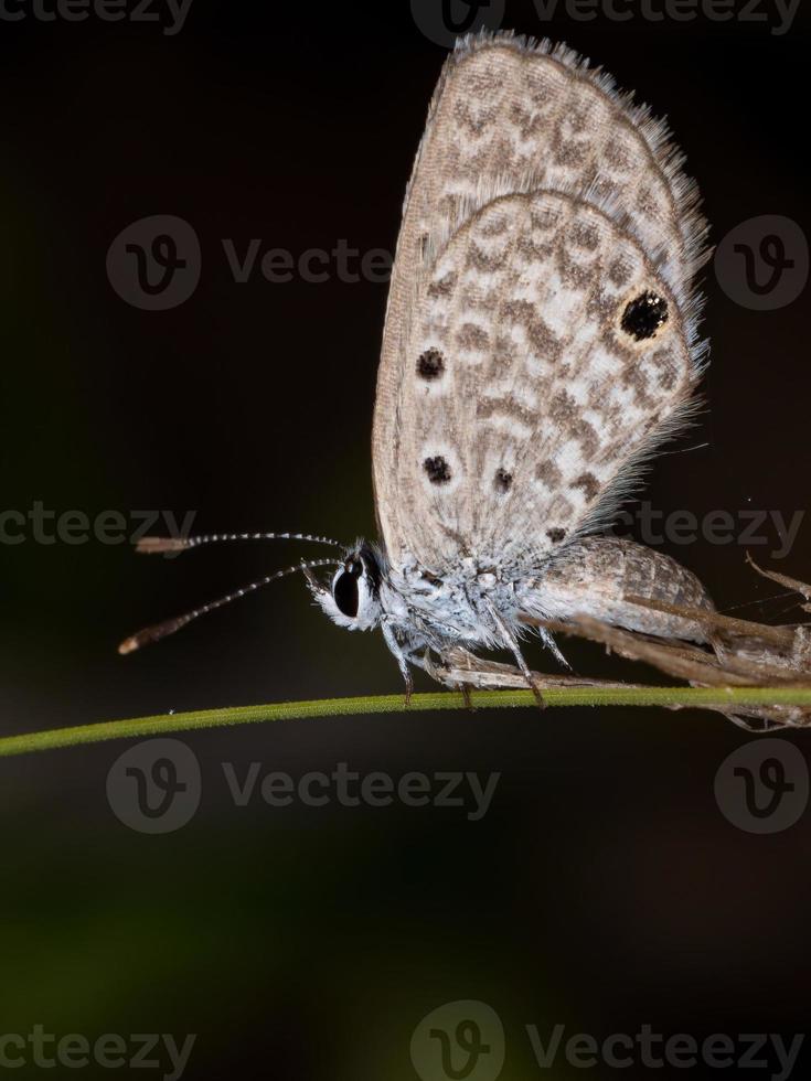 Adult Hanno Blue Butterfly photo