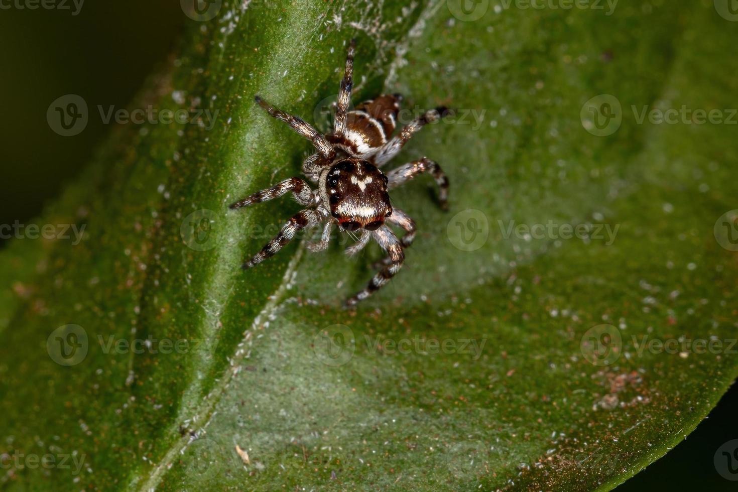 pequeña araña saltadora foto