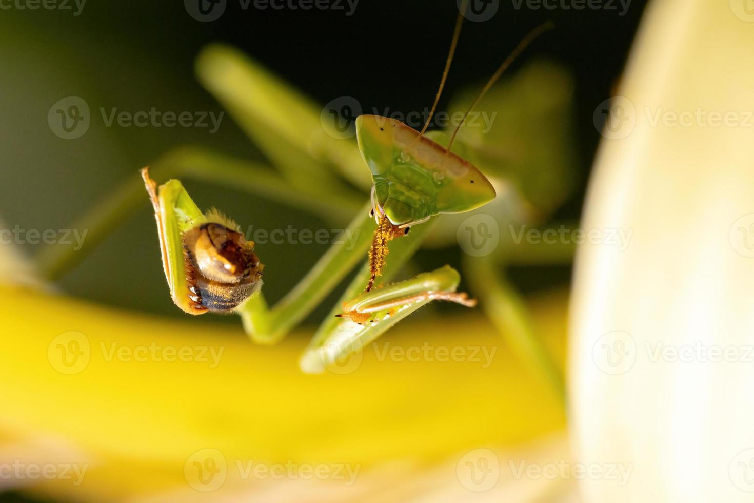 Mantid Nymph preying on a Western Honey Bee photo