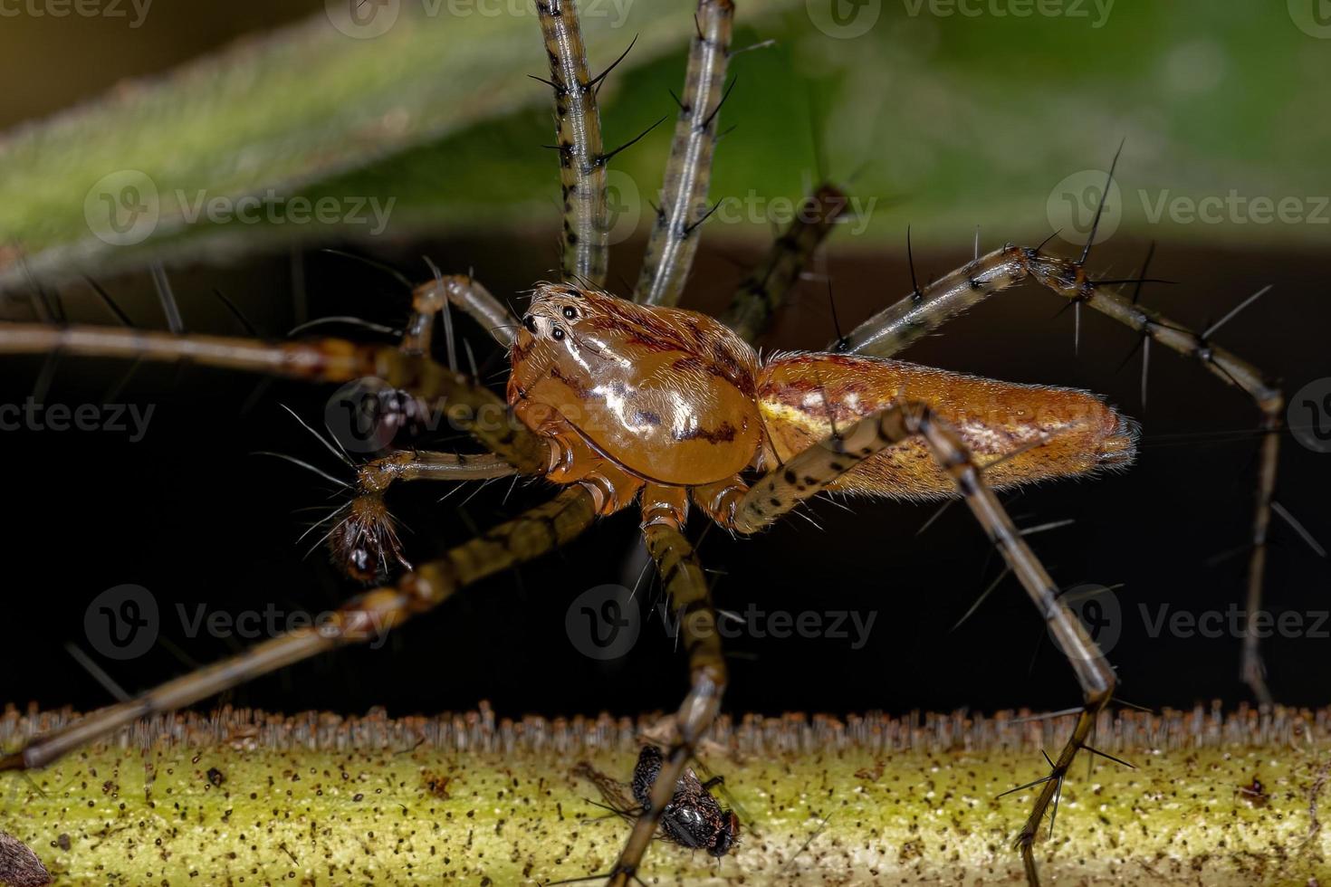 araña lince macho adulto foto