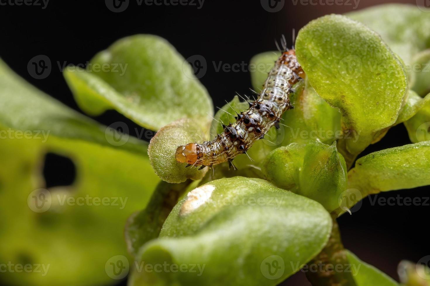 oruga comiendo una planta de verdolaga común foto