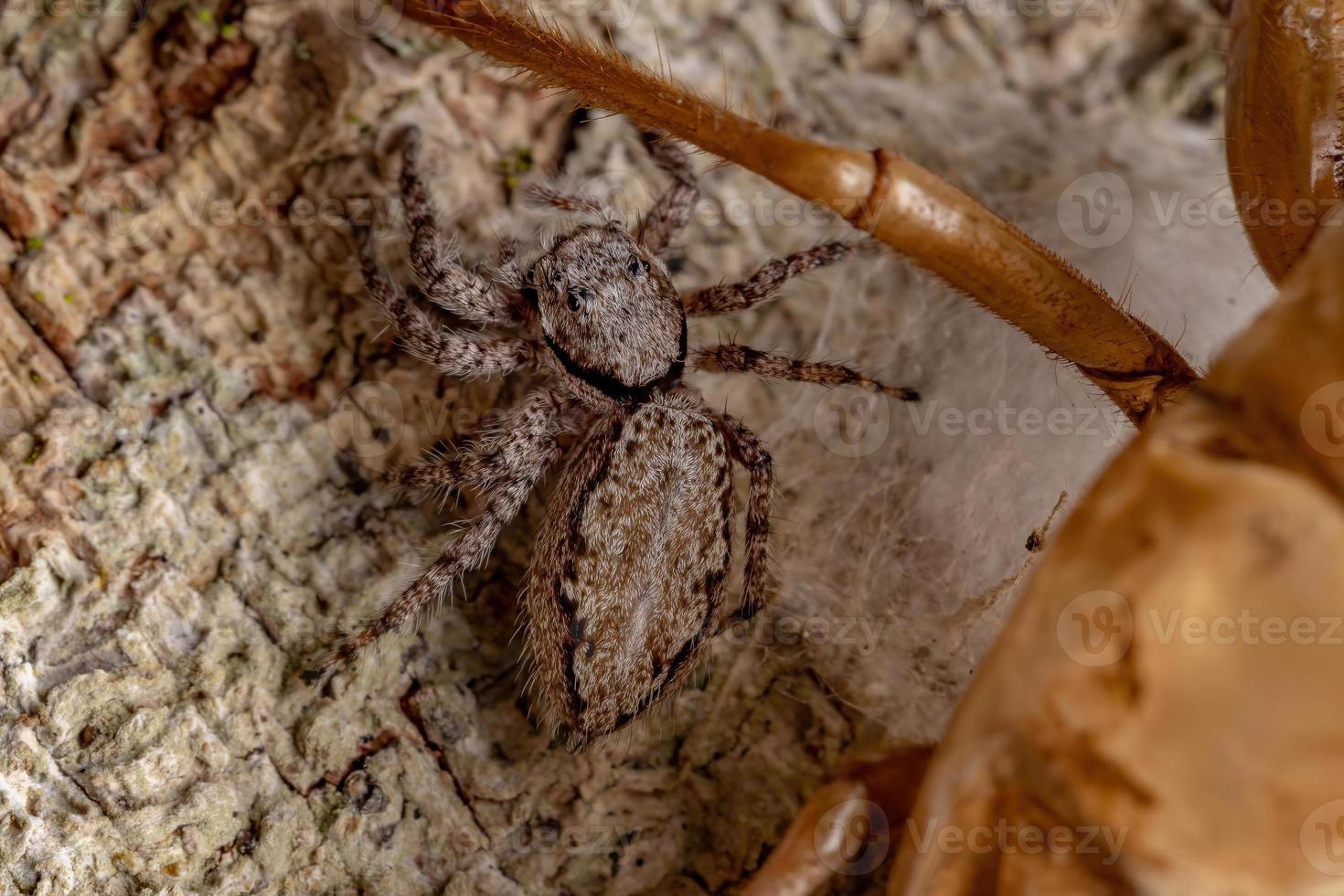 Araña saltadora hembra adulta protegiendo huevos foto