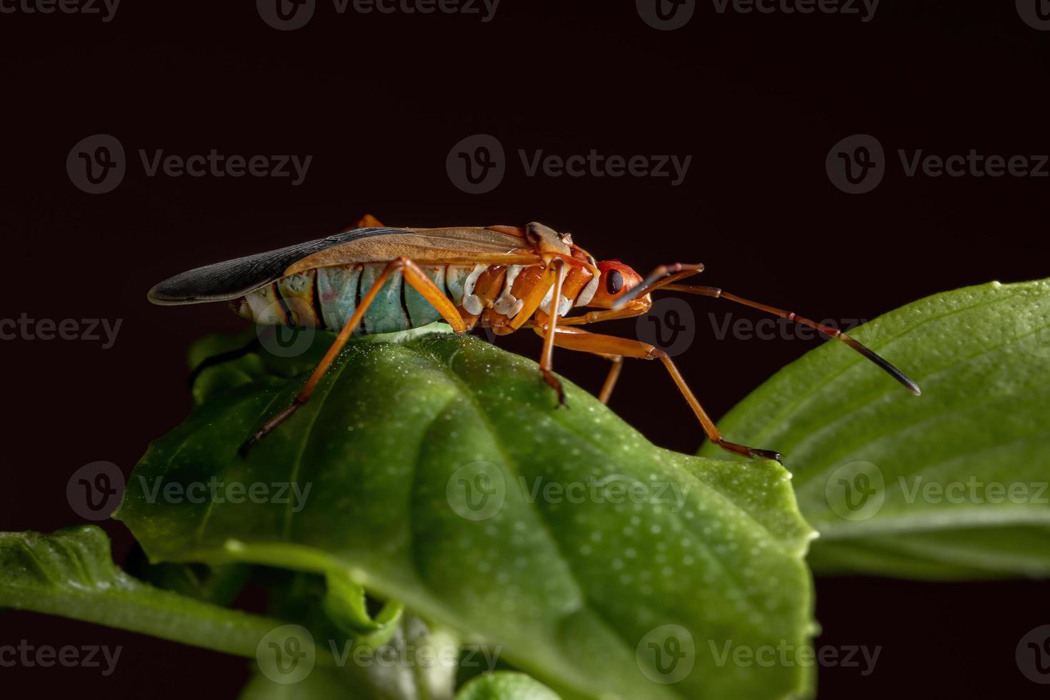 Insecto teñidor de algodón adulto en una hoja de albahaca foto