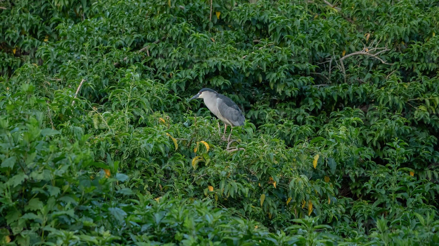 Black crowned Night Heron photo