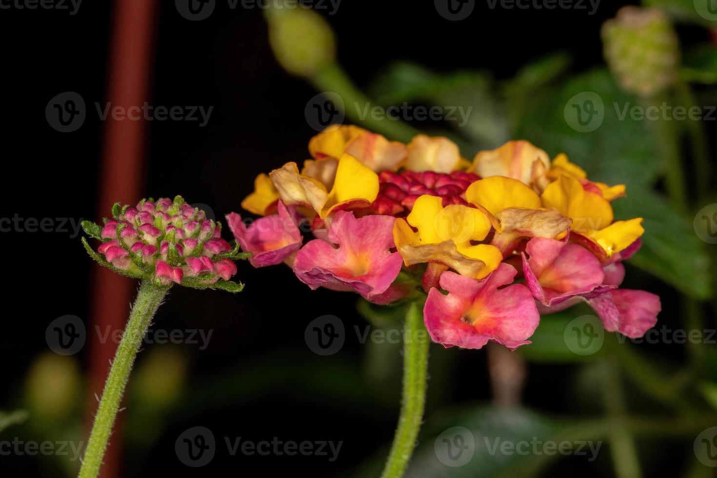 flor de lantana común foto