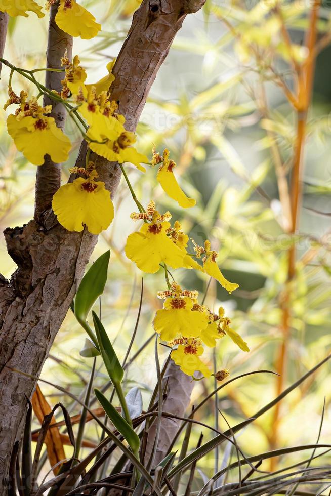 orquídea bailarina foto