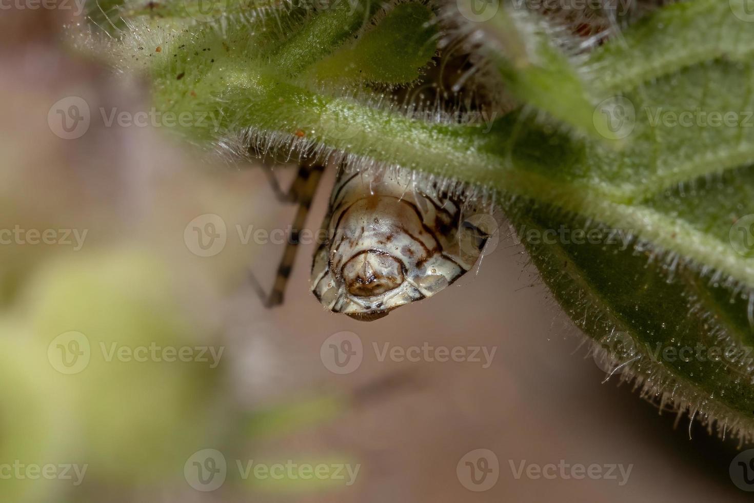 Adult Assassin Bug photo