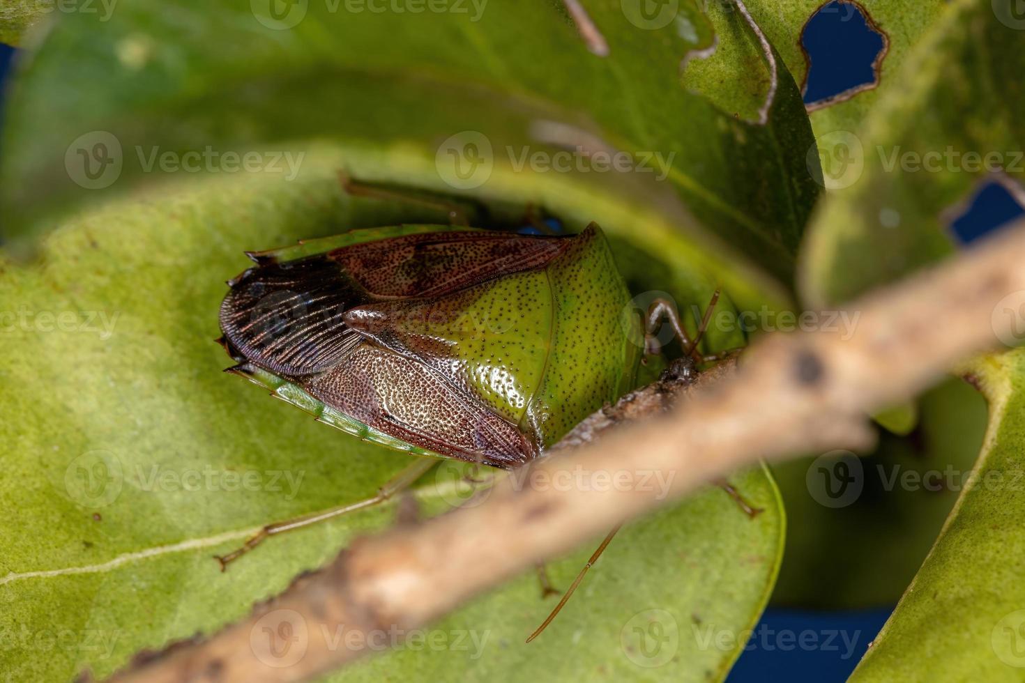 Adult Stink Bug photo