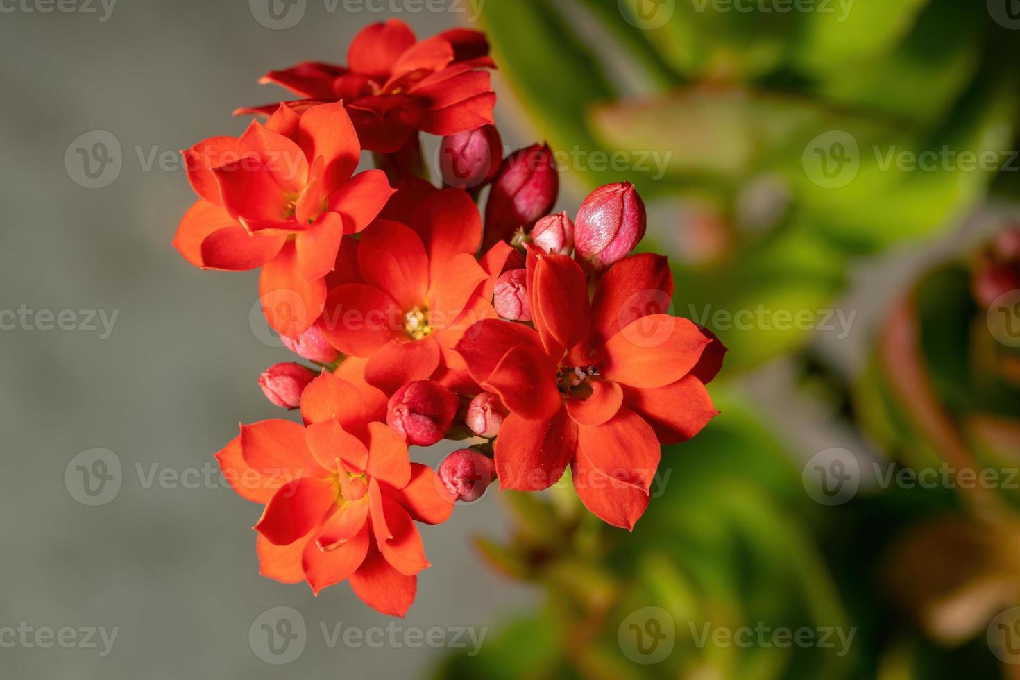 flor roja katy llameante foto