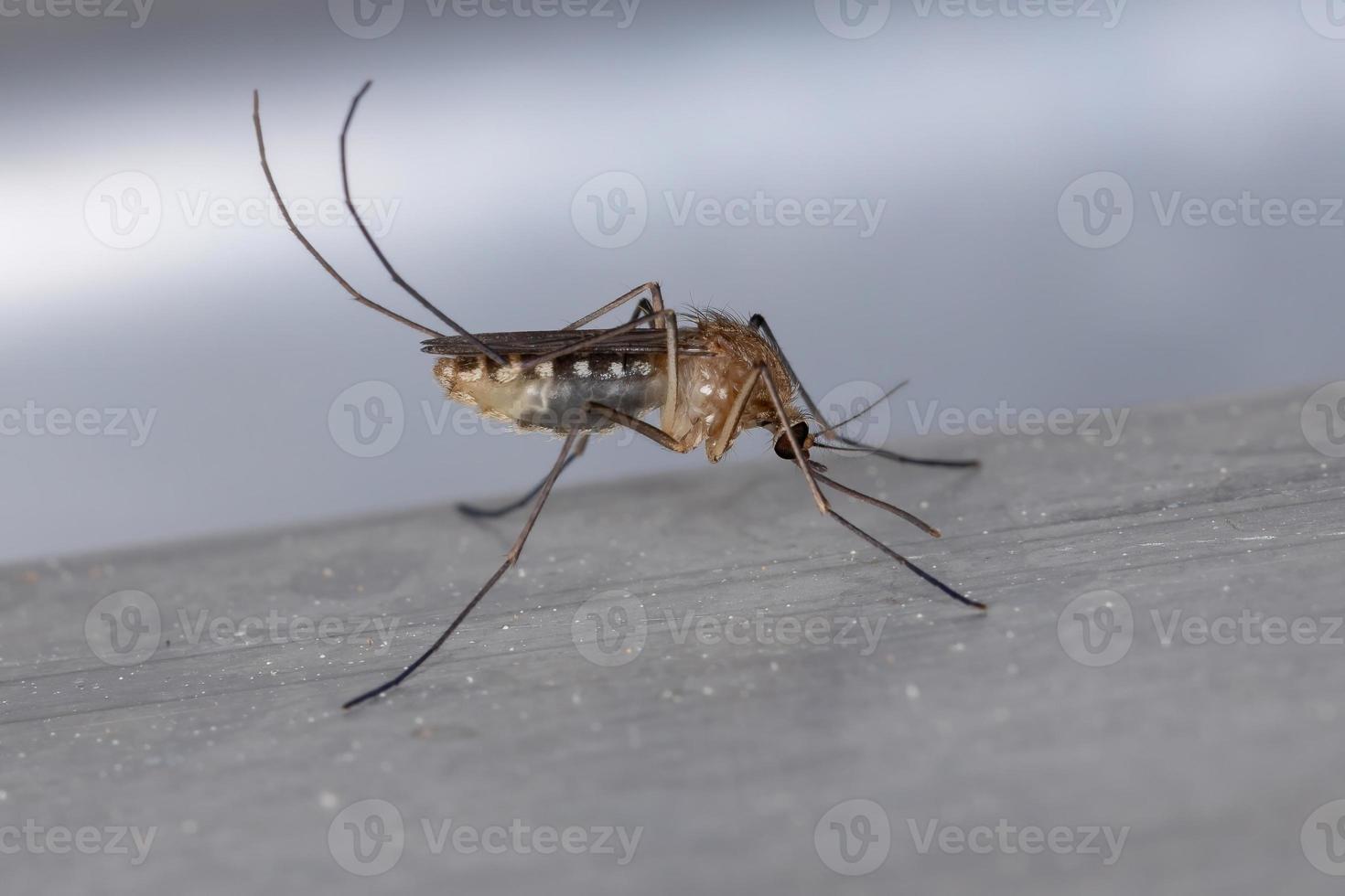 Adult Culicine Mosquito photo