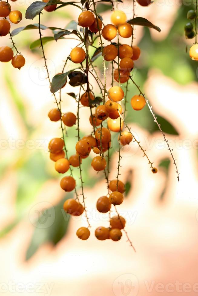 frutas amarillas skyflower foto