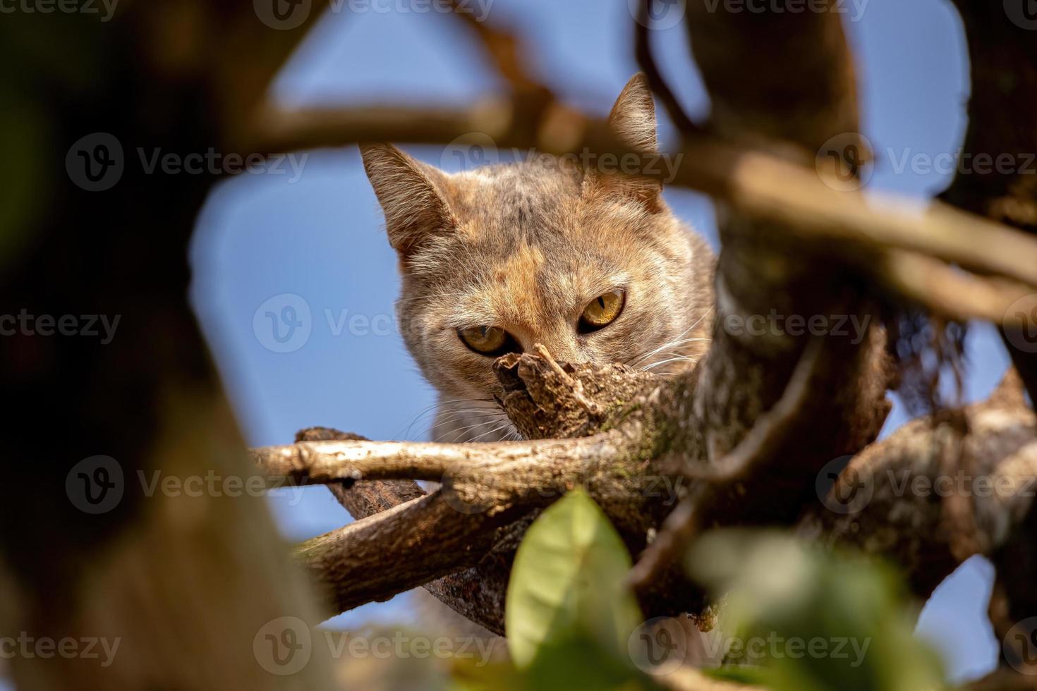 gato doméstico salvaje foto