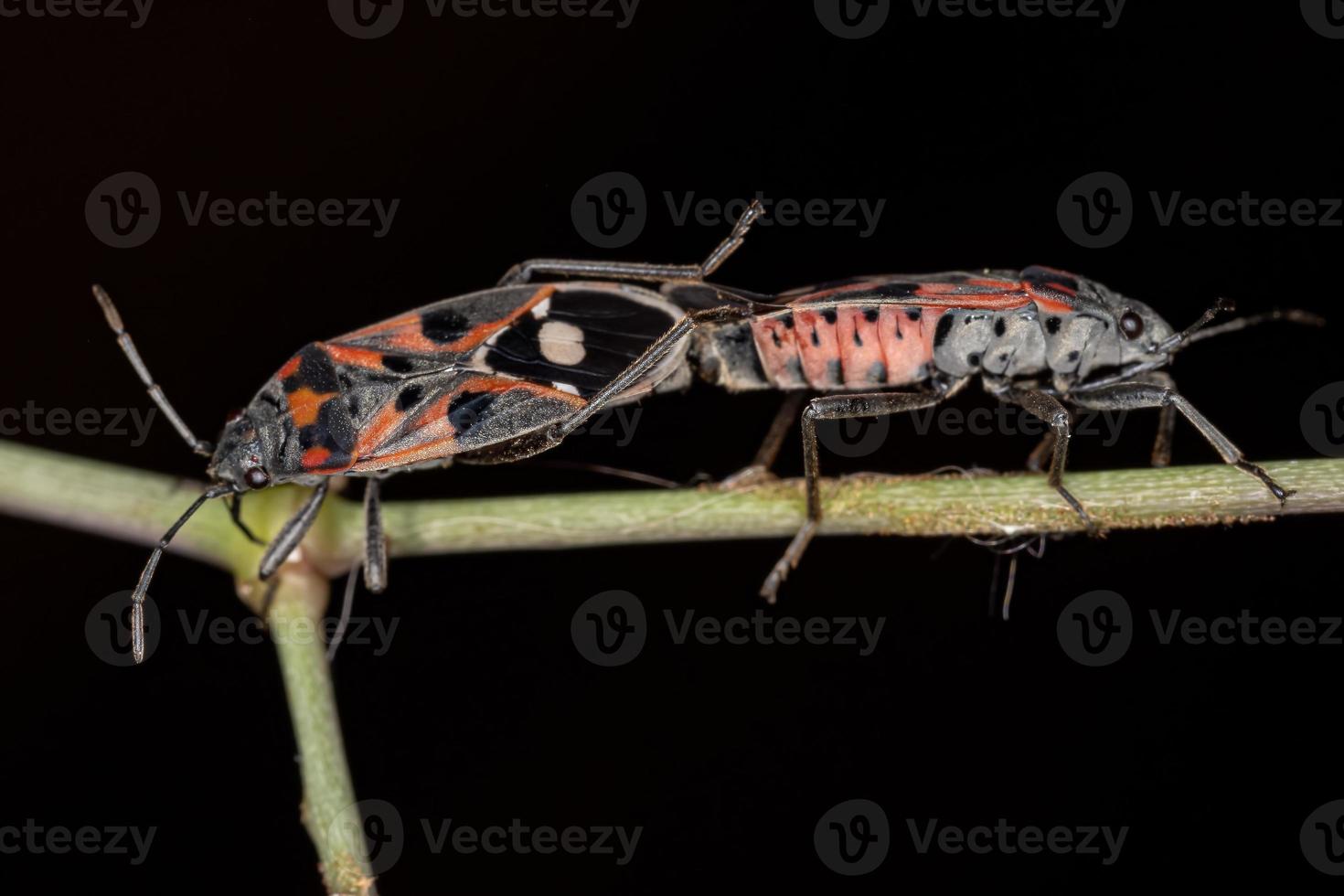 Adult Seed Bugs photo