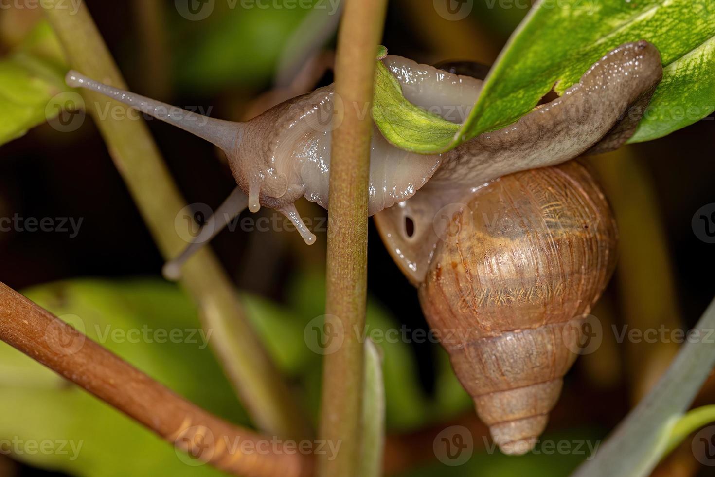 caracol gigante africano foto